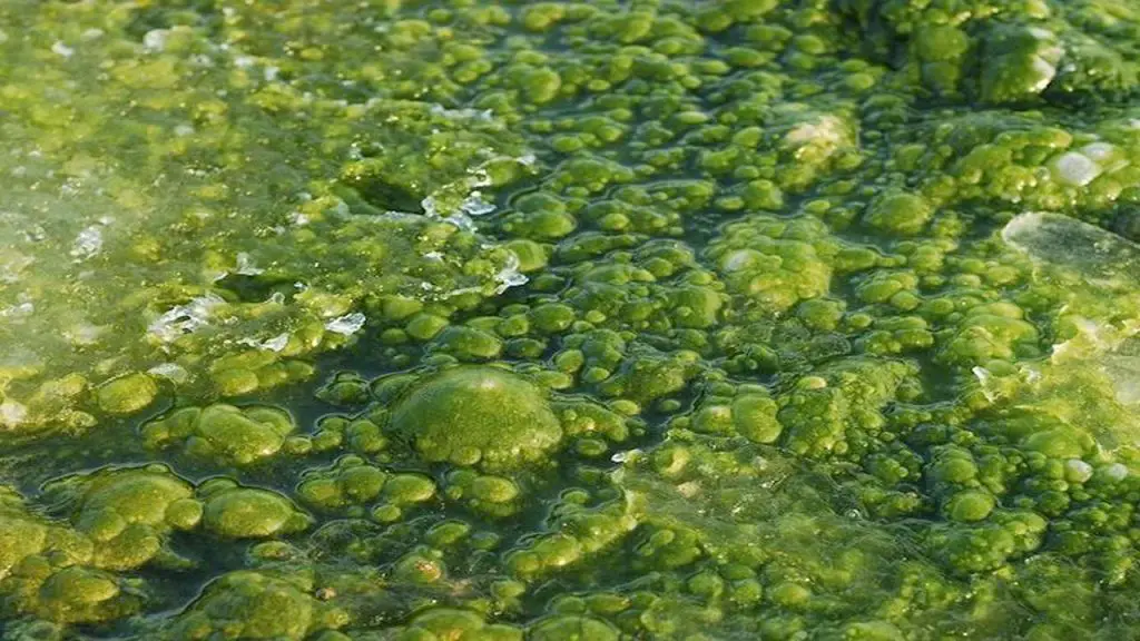 Green Algae
