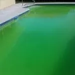 Is Pool Algae Harmful to Humans
