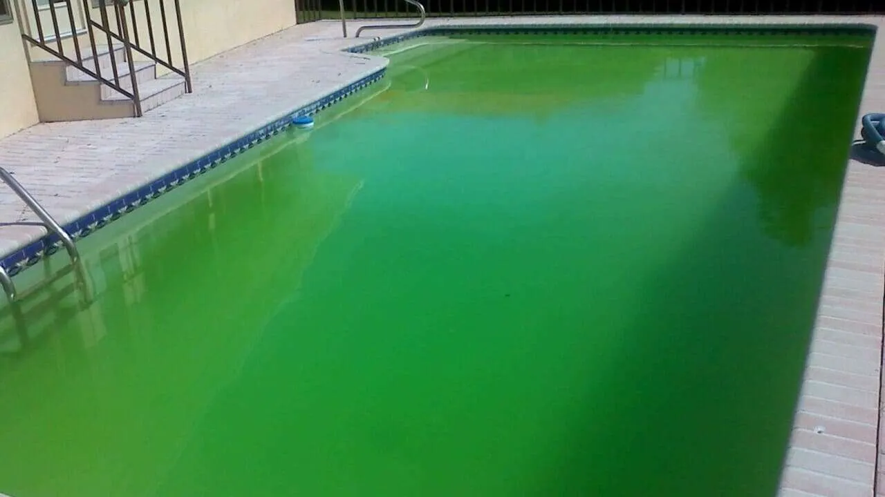 Is Pool Algae Harmful to Humans: Everything You Need to Know