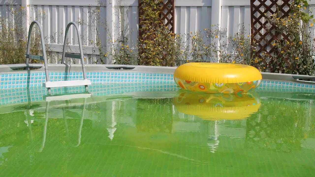 Mustard Algae in Pool Causes, Prevention, and Treatment