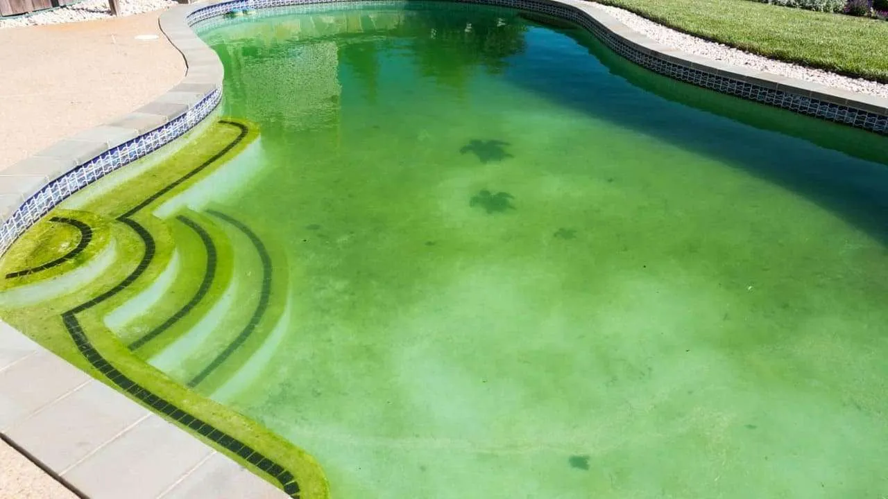 Understanding Algae on Pool Walls Causes, Prevention, and Treatment