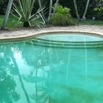 Yellow Pool Algae