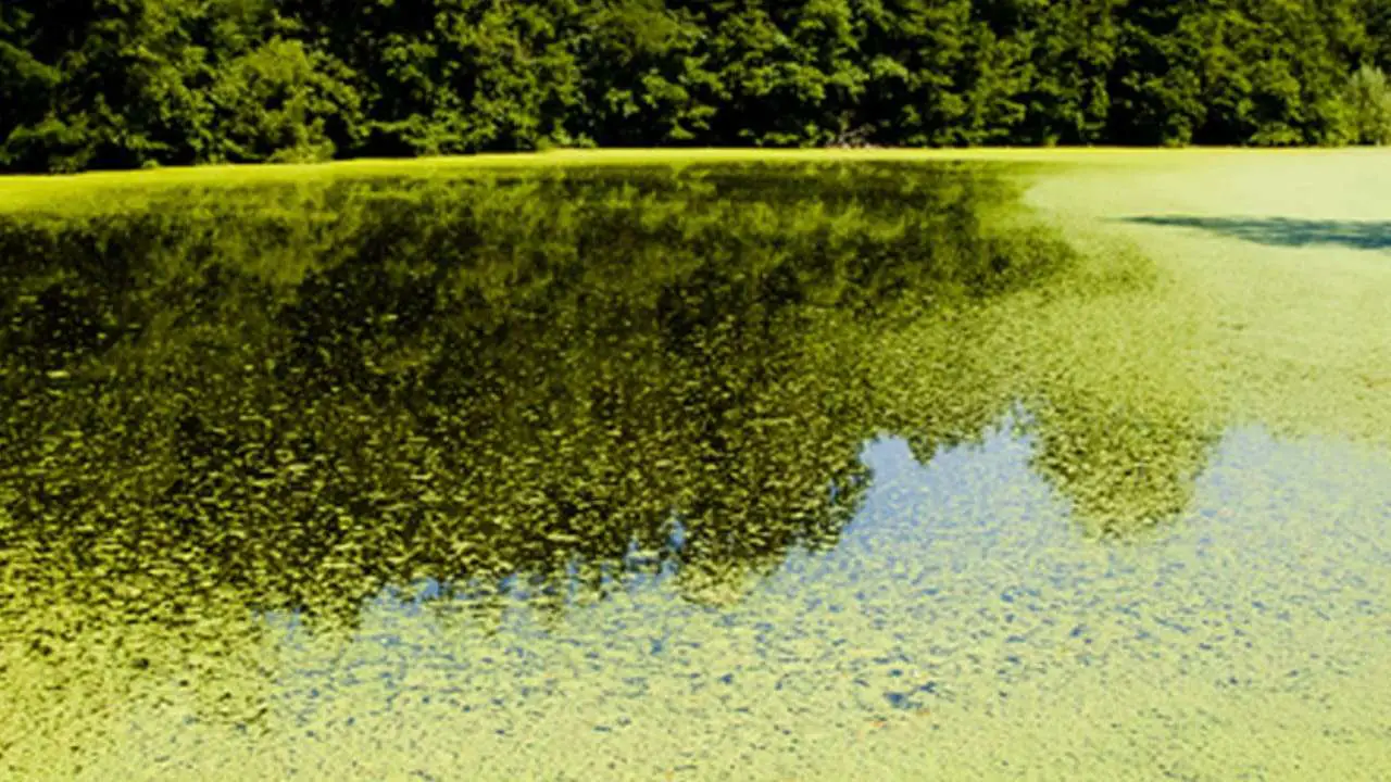 The Importance of Managing Dead Pool Algae in Ponds and Lakes
