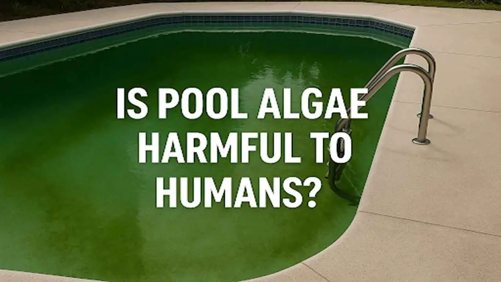 algae