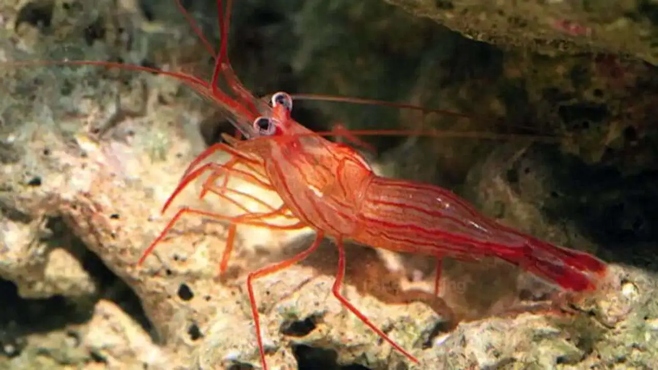 5 Reasons to Add Peppermint Shrimp to Your Saltwater Aquarium