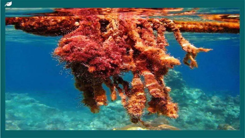 Additional Algae Management Techniques