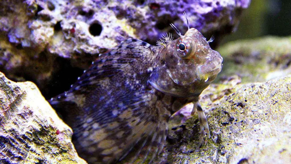 Algae-Eating Fish