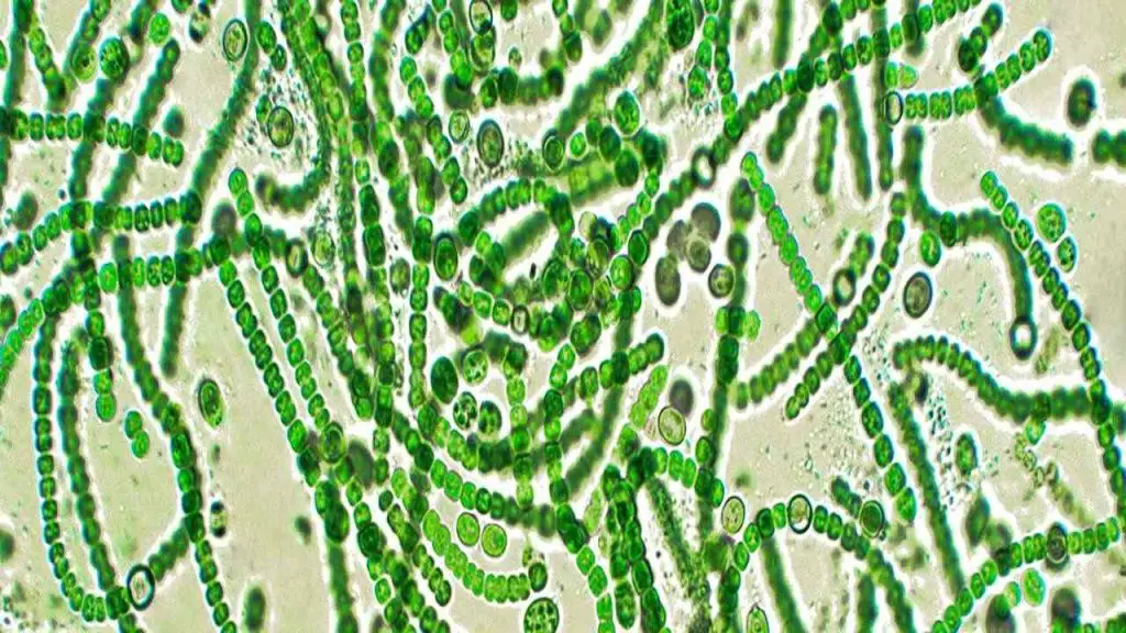 Anecdotal Evidence and Observations of cyanobacteria