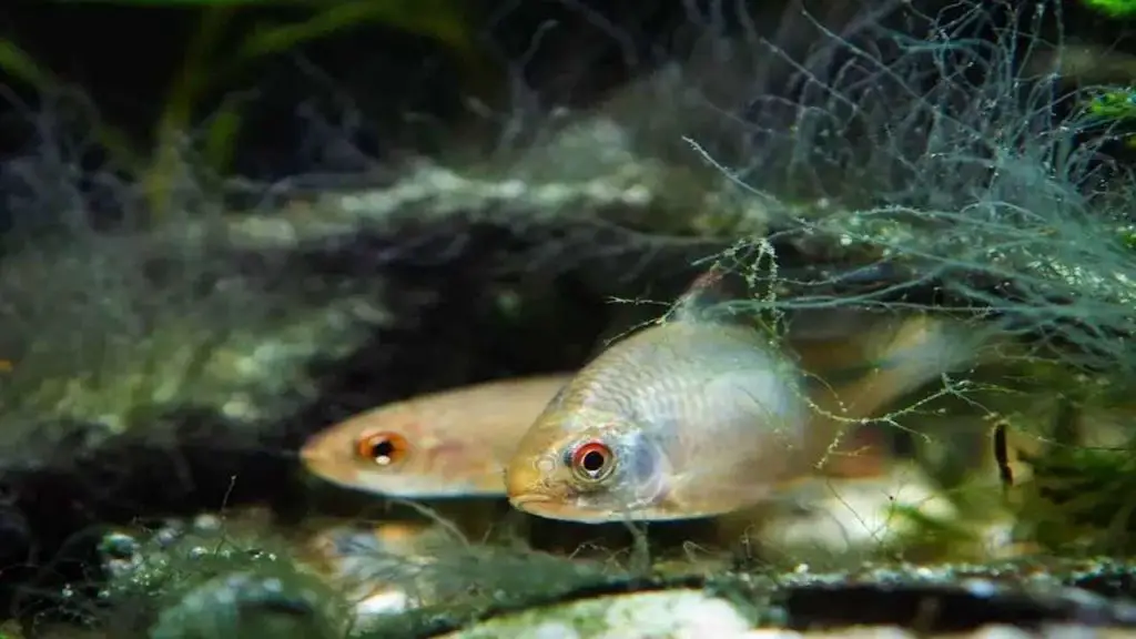 Control Options