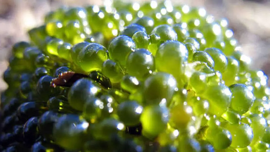 Can Hydrogen Peroxide Kill Bubble Algae