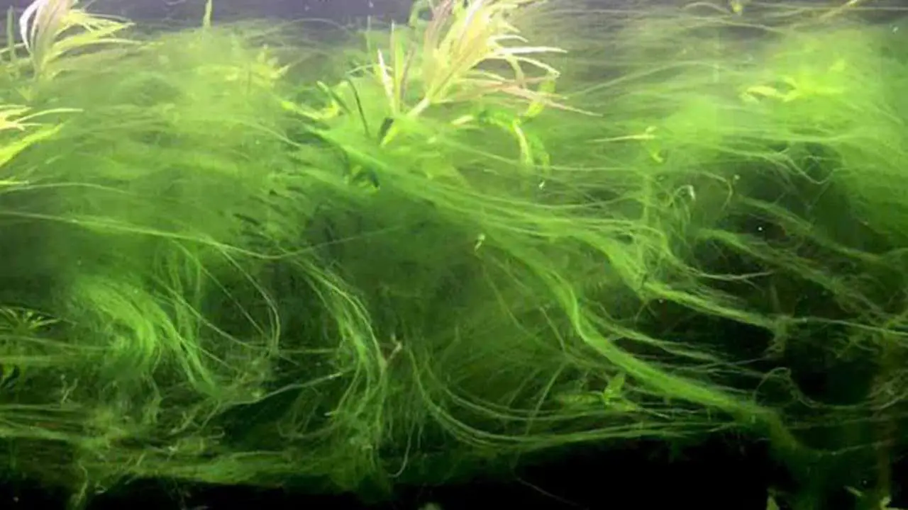Causes and Prevention of Green Hair Algae in Aquariums