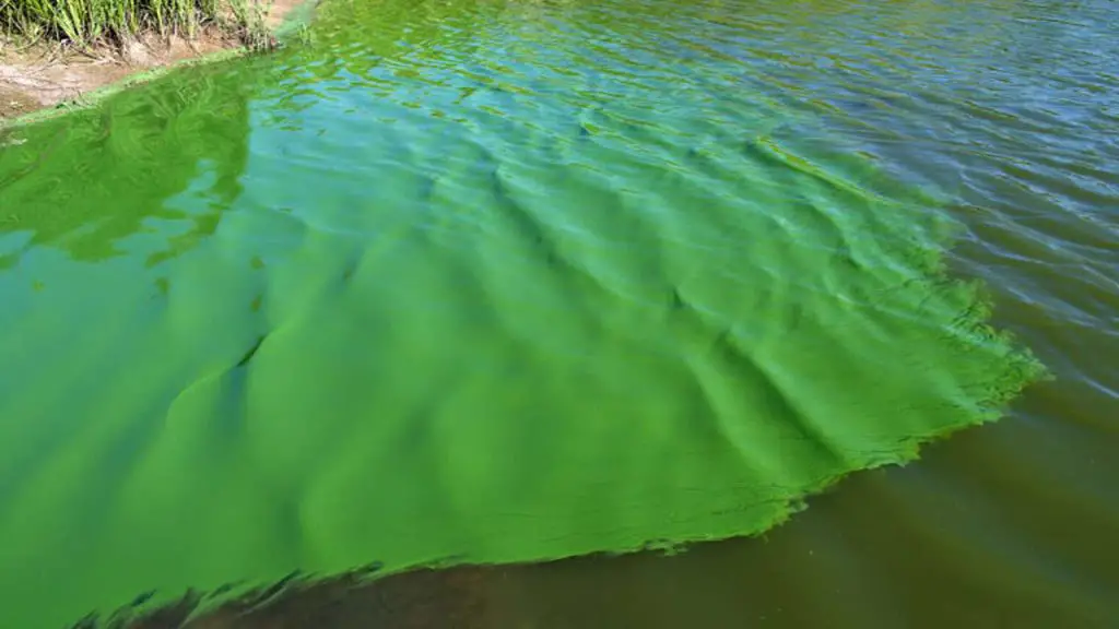 Causes of Algae Blooms