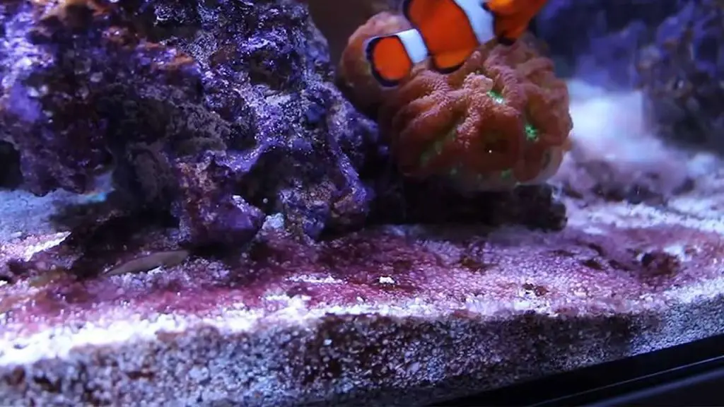  Cyanobacteria Outbreaks