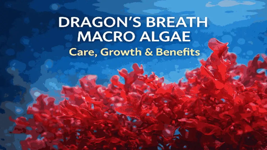 algae