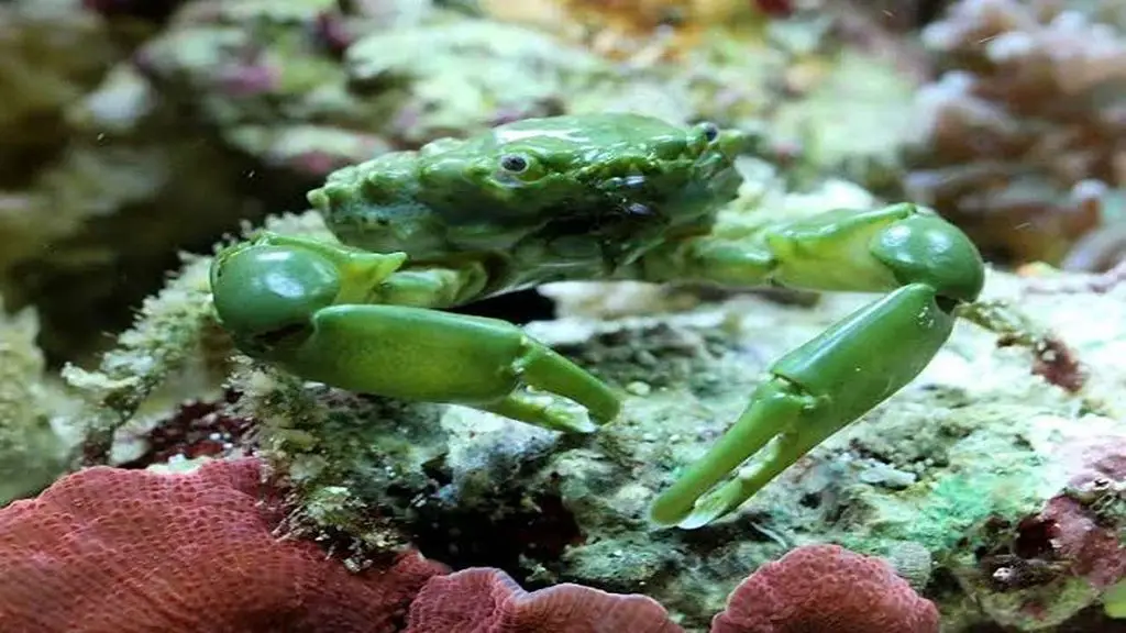 Do Emerald Crabs Eat Bubble Algae