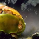 Do Snails Eat Algae