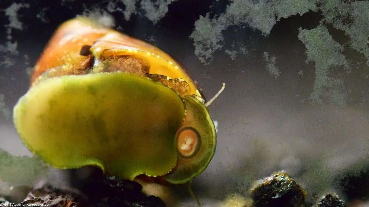 Do Snails Eat Algae