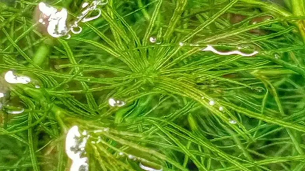 Factors Affecting Chaeto
