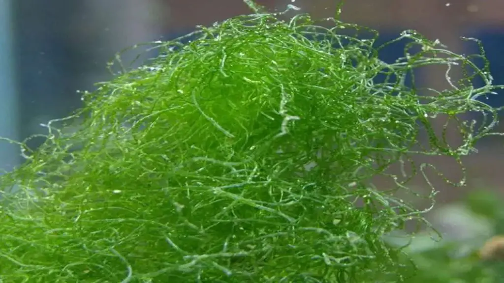  Conditions for Healthy Chaeto Growth