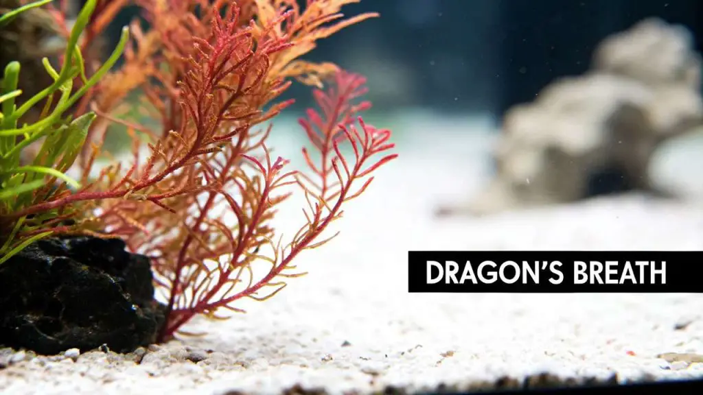 Benefits of Dragon's Breath