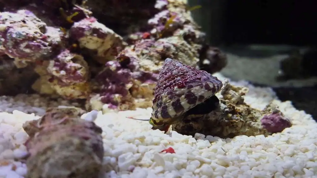 Habitat and Tank Requirements of ts