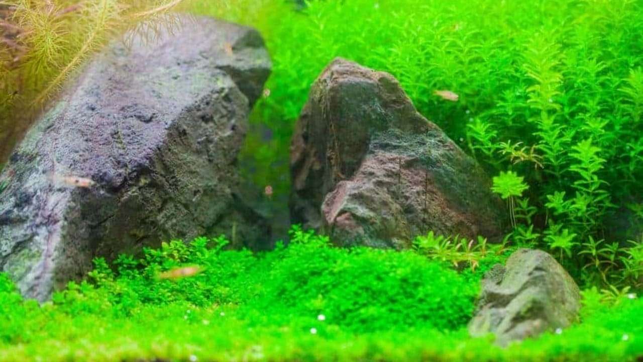 Low Light Carpet Plants How to Create a Lush Aquascape with Minimal Light