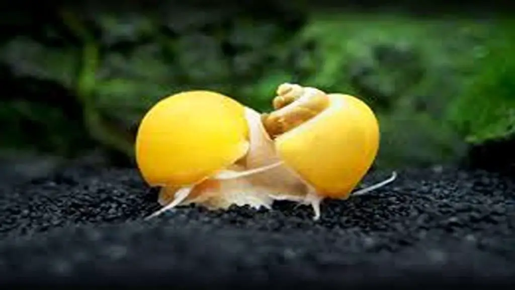 Mystery Snails Efficient Algae Eaters