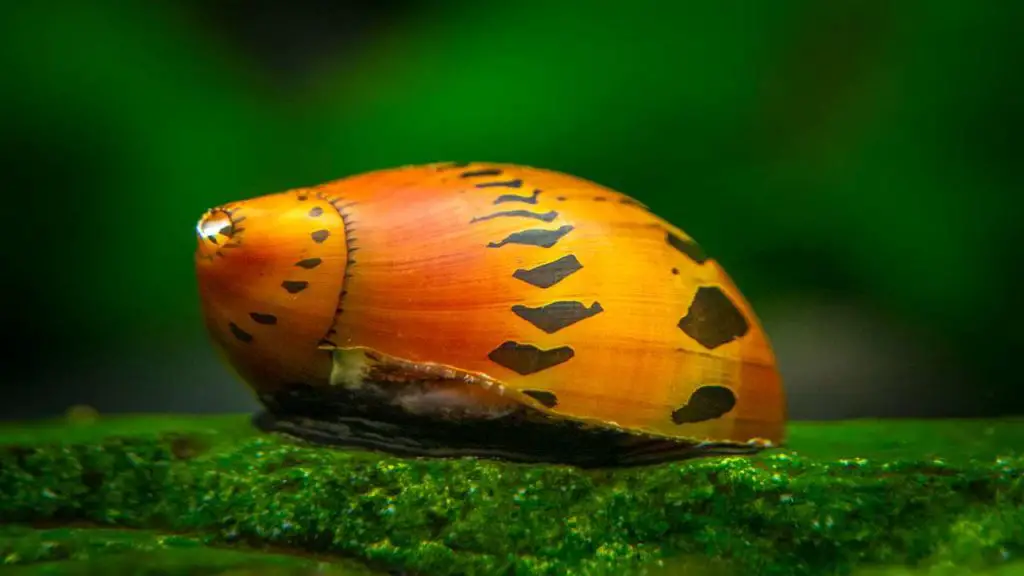 Nerite Snails