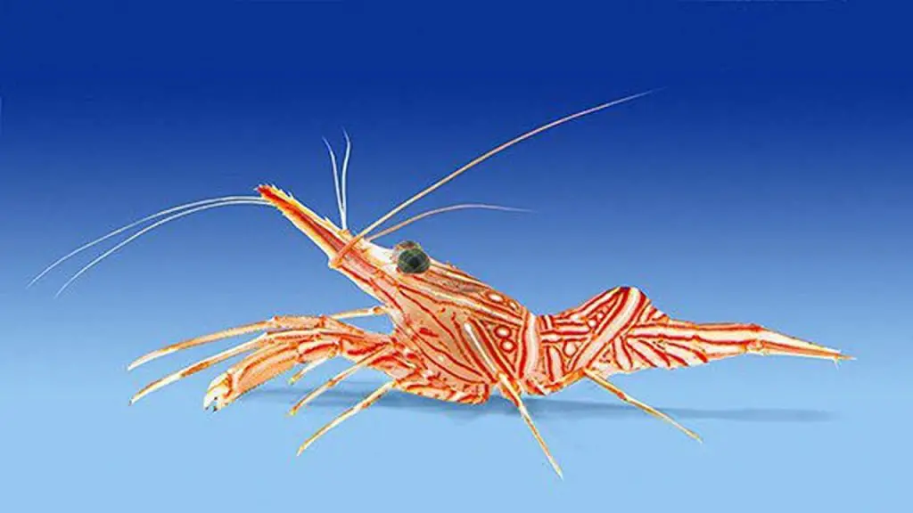 Role in Aquarium Health of PS