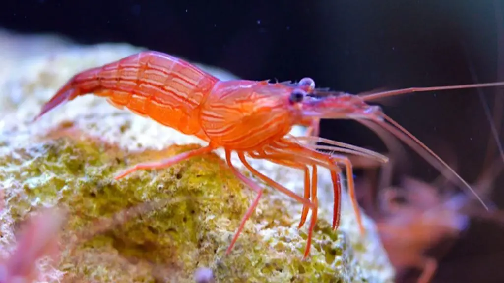 shrimp in aquarium