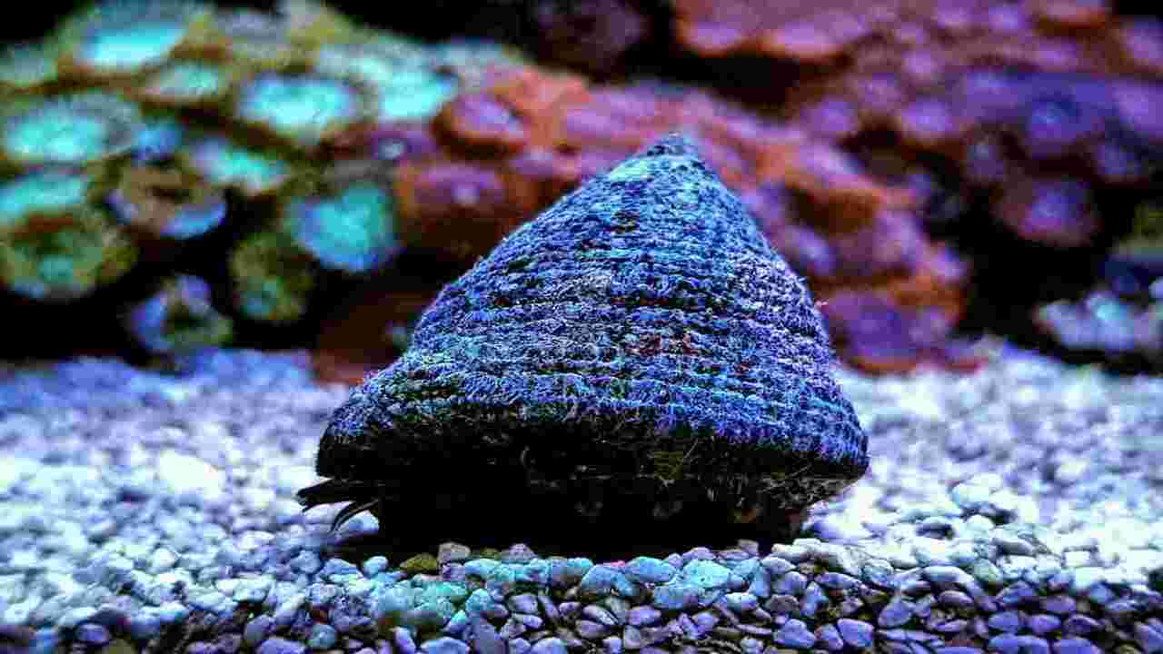 The Benefits of Trochus Snails in Reef Aquariums