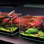 Top 5 Cheap Aquarium Lights