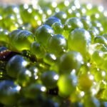 Understanding the Role of Algae Bubbles in Marine Ecosystems