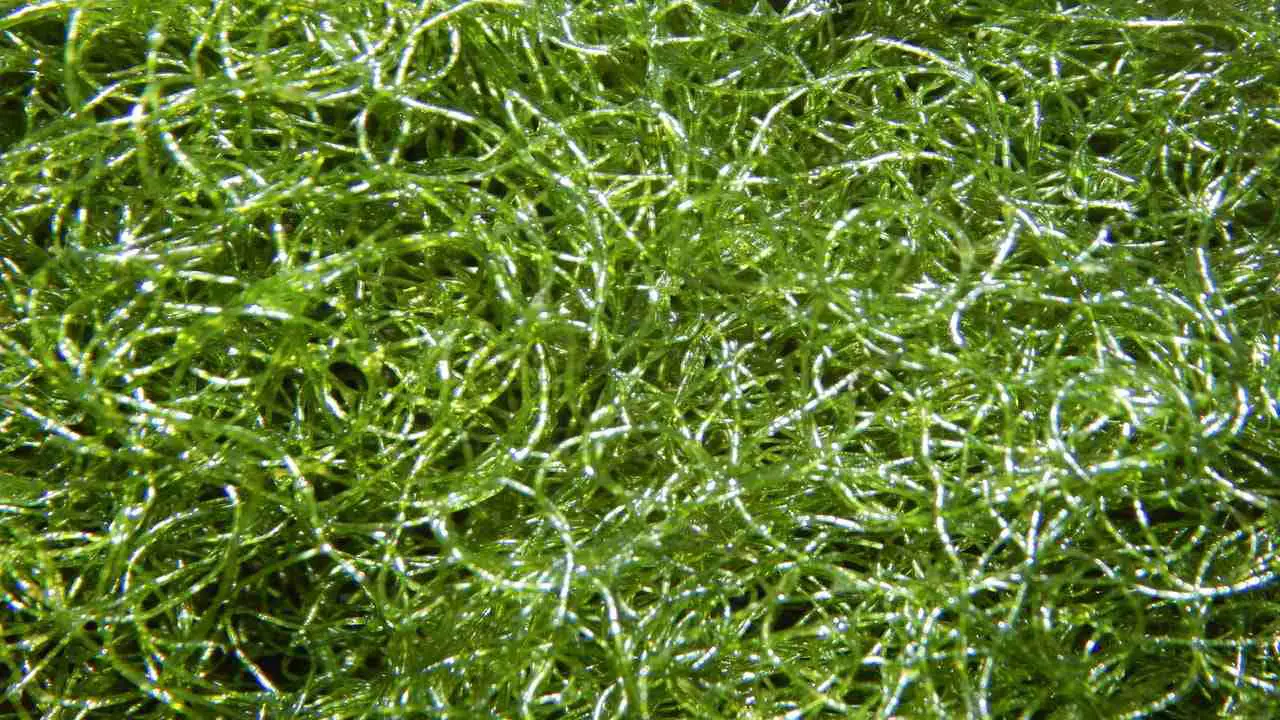 Why Chaeto Algae is Essential for a Healthy Reef Tank