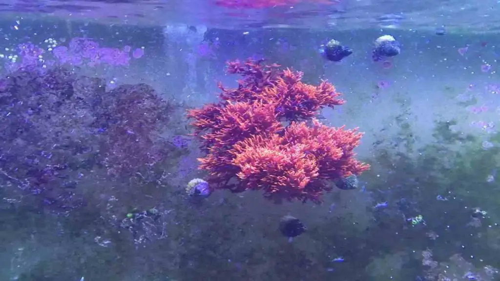 Why Choose Dragon's Breath for Your Aquarium