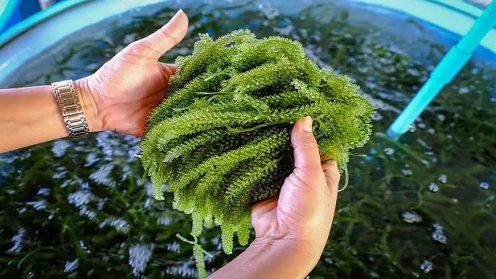 algae in reef