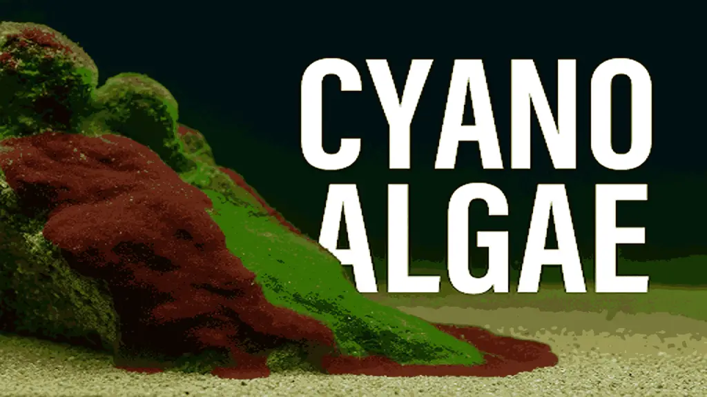 algae 
