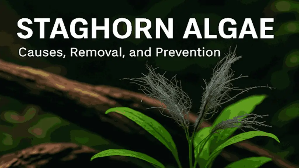algae