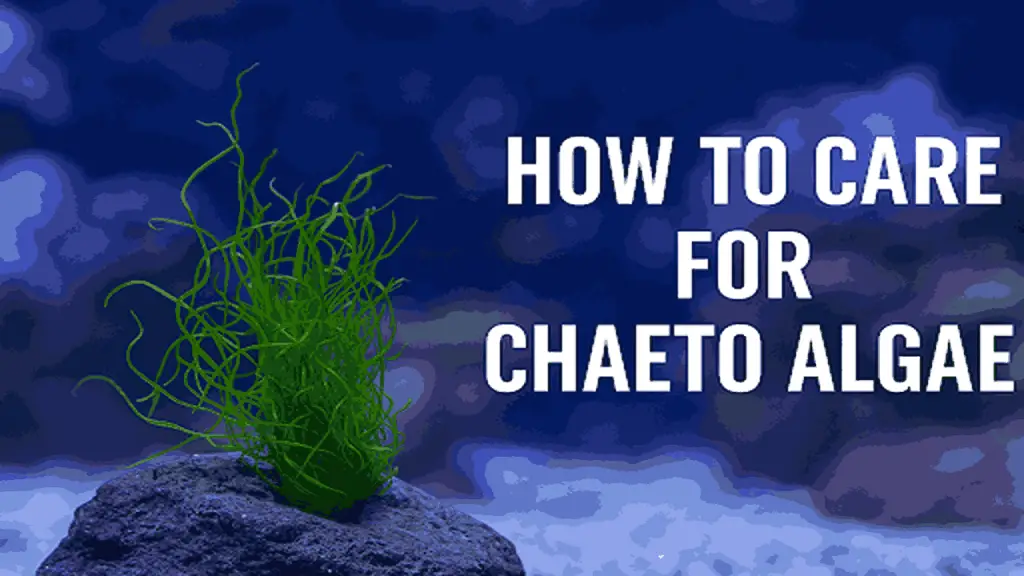 chaeto 