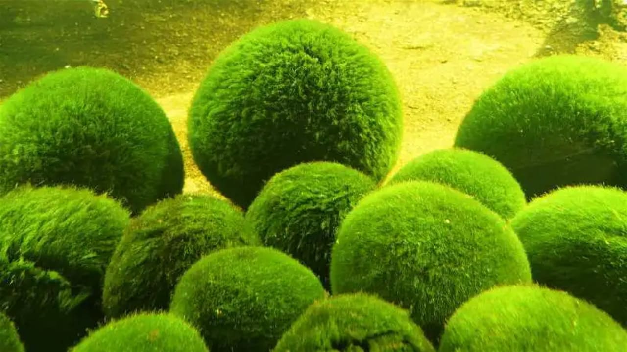 10 Surprising Facts About Algae What You Need to Know