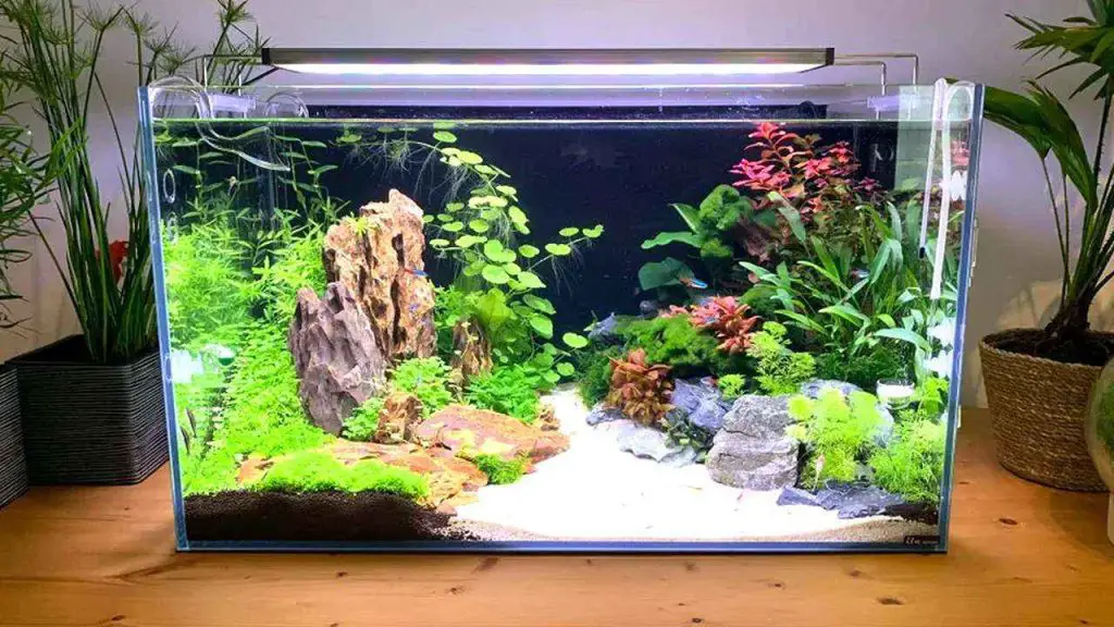 Benefits of a Balanced Aquarium 