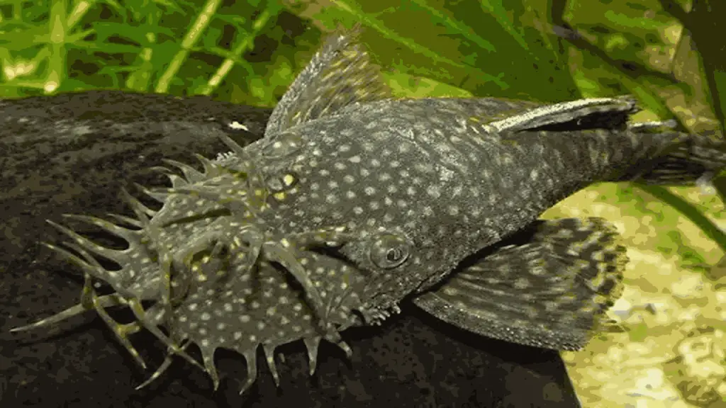 Bristlenose Pleco