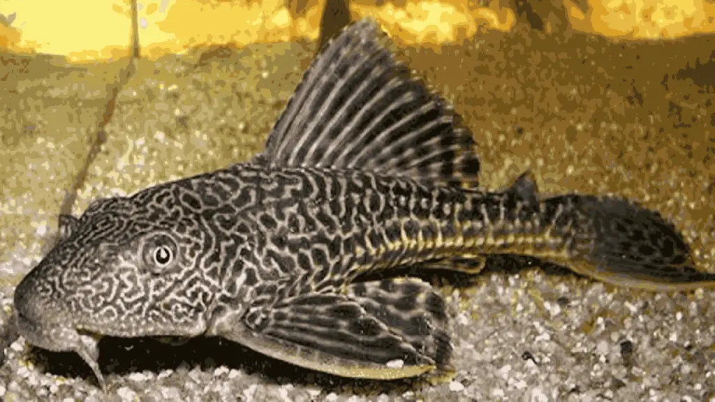 Common Pleco
