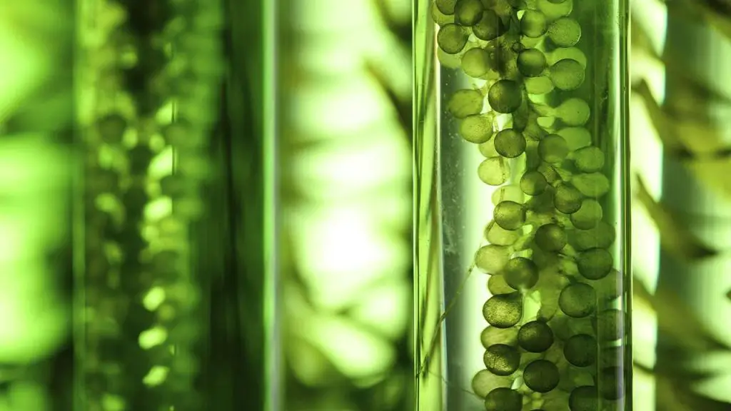 microalgae Conversion Processes