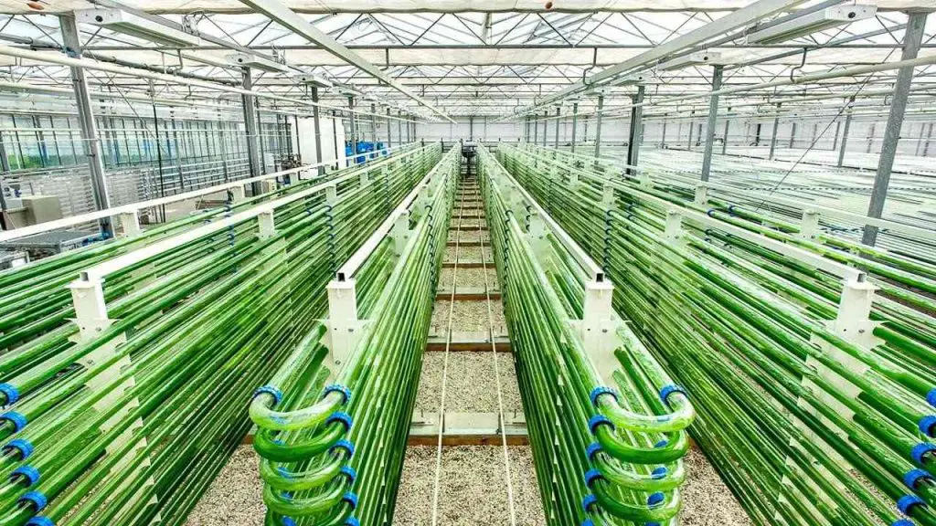 Cultivation Systems of MA