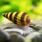Do Assassin Snails Eat Algae