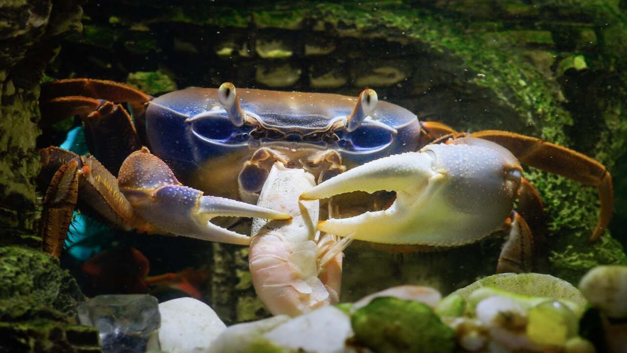 Do Crabs Eat Algae