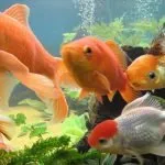 Do Goldfish Eat Algae