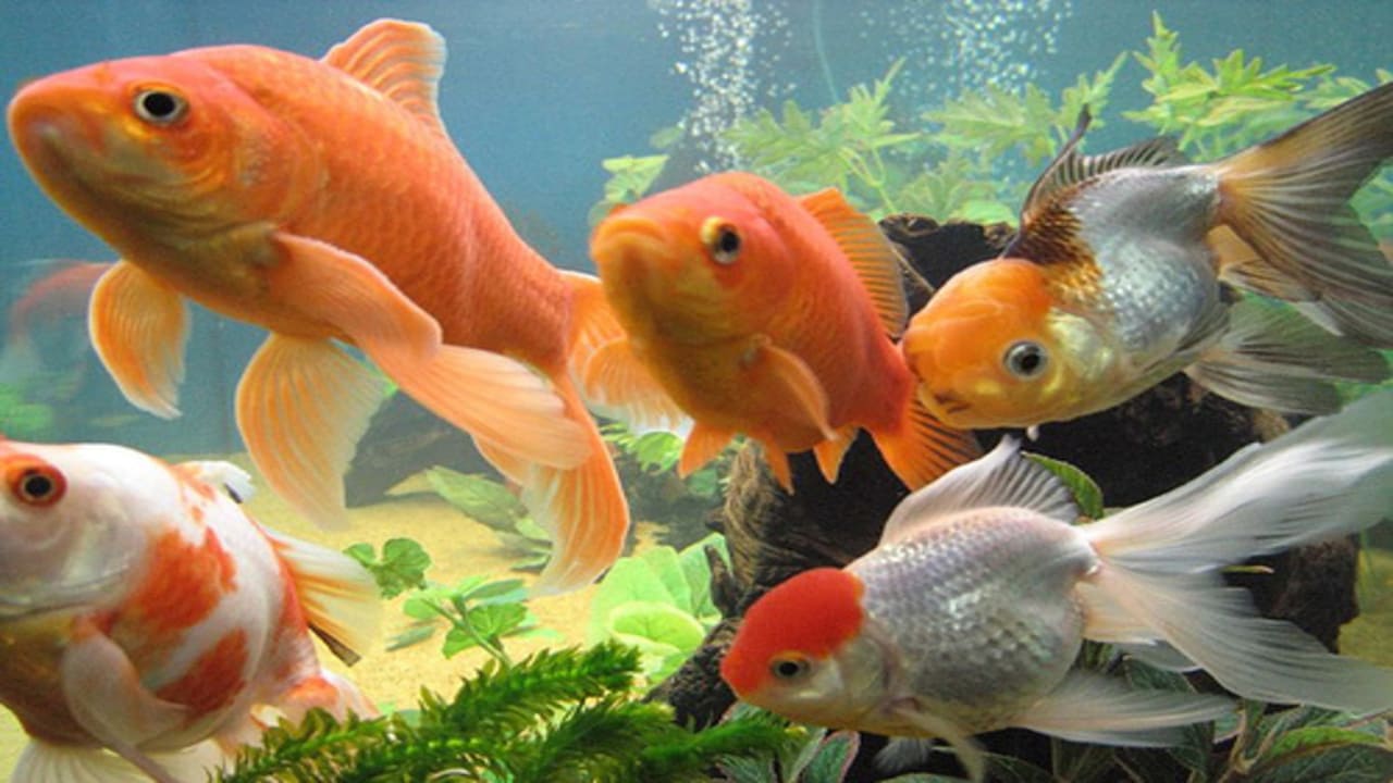 Do Goldfish Eat Algae: The Truth About Goldfish and Algae Consumption