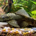 Do Plecos Eat Algae